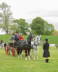 Attelage -1029