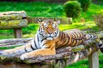 Amur Tiger - DSC_5313
