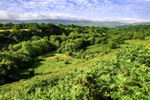 The Valley 1