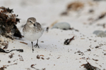 White-rumped Sandpiper front view, Volunteer Point, Falklands