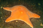 Hippasteria phrygiana