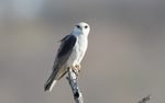 Black-winged Kite