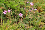 Common Stork's-bill, Arne, Dorset