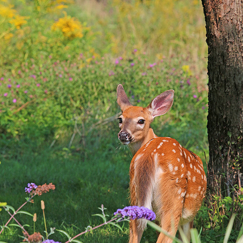 A white-tailed fawn takes a look back.