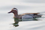 Garganey