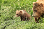 Brown Bear cub feeding with mother, Silver Salmon Creek, Alaska