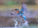 Kingfisher portfolio