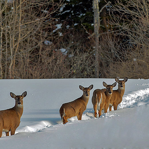 A doe and her three offspring pause for a pose on a snowy afternoon in rural New Brunswick, Canada.