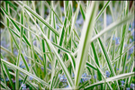 Phalaris arundinacea 'Picta' with Myosotis sylvatica