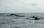 Humpback whales