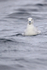 Front view of Southern Fulmar at sea, South Africa