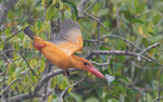 Brown-winged Kingfisher