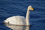 Whooper Swan