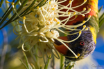 Lorikeet with nectar 4