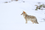 Coyote standing still, Hayden Valley, Yellowstone National Park