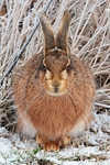 Brown Hare (Lepus europaeus)