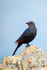 red-winged-starling