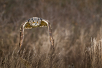 Eagle Owl