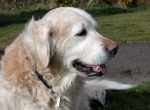 Tess
