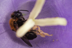 Andrena bicolor (f)