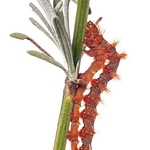 Knot Grass (Acronicta rumicis)