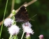 20110730-IMG_6207