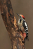 Middle-spotted Woodpecker