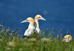 Gannets