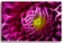 1557 Dahlia
