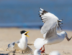 Gull Attack 3
