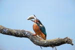 Kingfisher Alcedo Atthis050