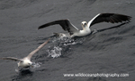 SBG002: Scaring a fulmar