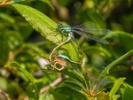 Blue-tailed Damselfies