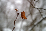 Snow - 16