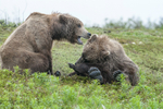 McNeil River Bears-5