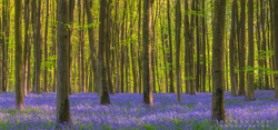 Bluebell Wood