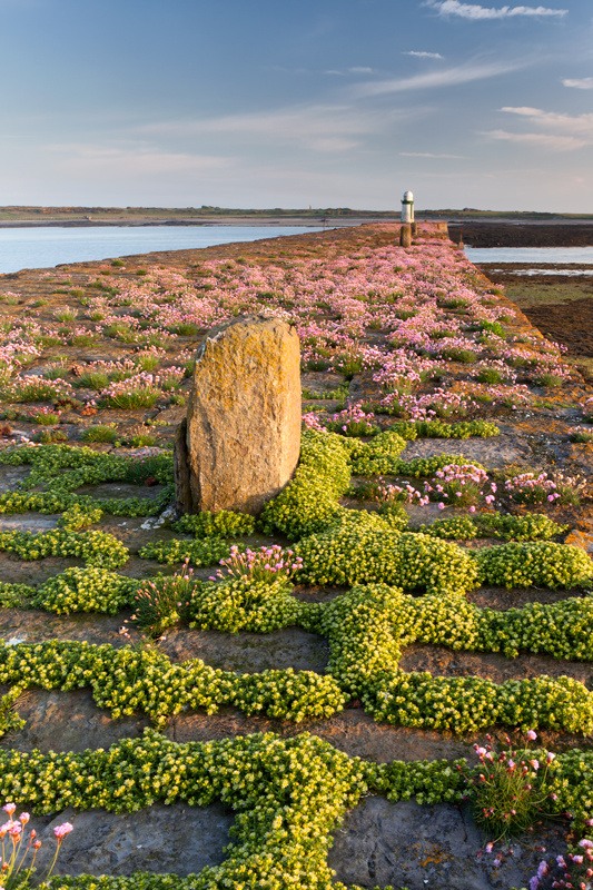 Breakwater Bloom