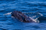 Labour humpback 1