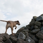 Wildlife portfolio