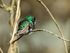 White-tailed Emerald (male), Boquete, Panama