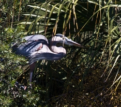 Great Blue Heron _0081