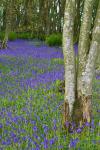 Bluebell wood (3)