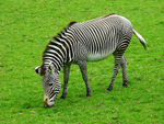 Zebra - P1070496