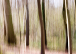 Stoke Woods, Exeter