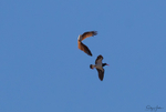 Brahmany Kite versus Pied Oystercatcher 4