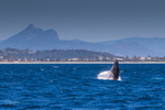 0A3A5562. Breach with Mt Warning 1