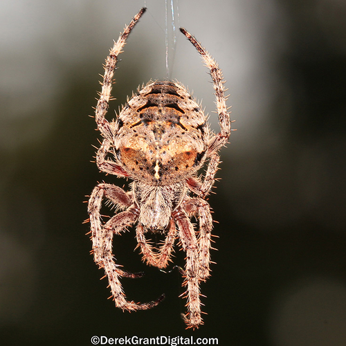 Araneus saevus - Fierce Orbweaver