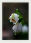 Leucojum vernum