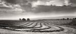 Harvest Pano