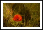 Field Poppy